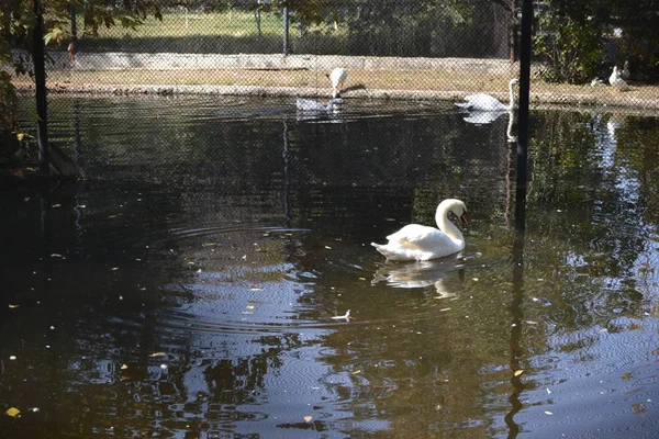 Weißer Schwan Auf Dem See — Stockfoto