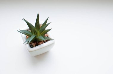 Beyaz arka planda küçük güzel bitki