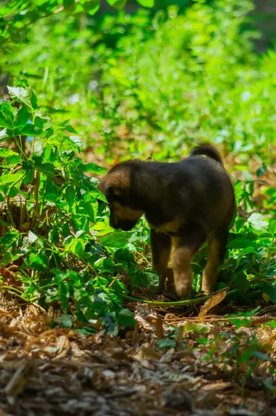 Parktaki sevimli siyah köpek.