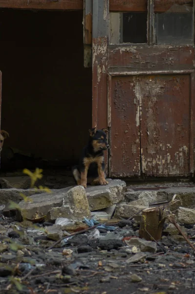 Şehirde terk edilmiş bir köpek.