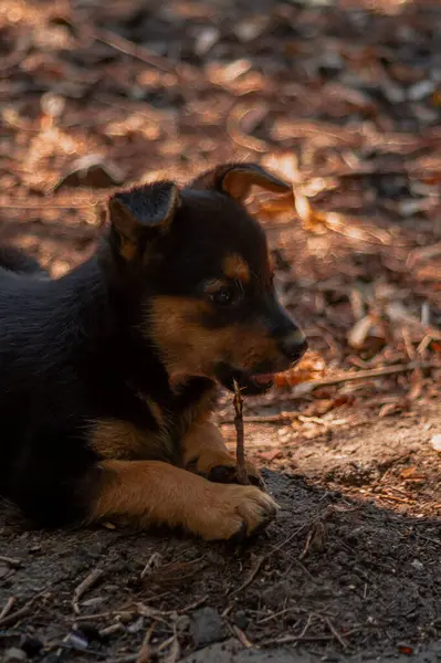 Şirin kahverengi köpek yerde yatıyor.