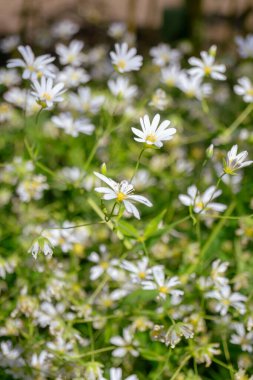 Uyuyan bir kediye yaklaş.
