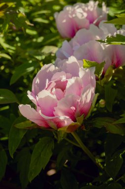 Uyuyan bir kediye yaklaş.