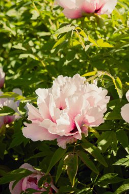 Uyuyan bir kediye yaklaş.