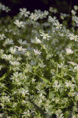 Bahçedeki beyaz çiçekler