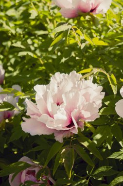 Pembe şakayıklar kapanıyor. Güzel şakayık çiçeği.
