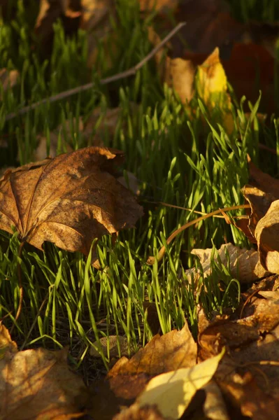 Uyuyan bir kediye yaklaş.