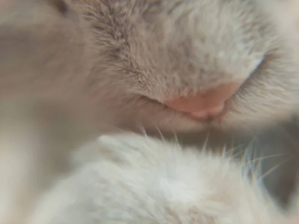 Bir tavşana yaklaş.