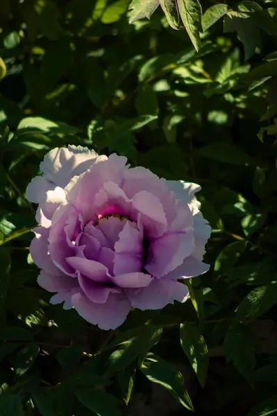 Güzel botanik fotoğrafı, doğal duvar kağıdı.