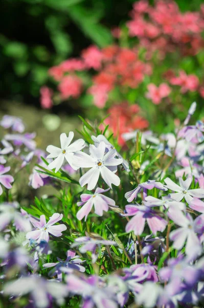 Renkli çiçeklerin arkaplan resmi