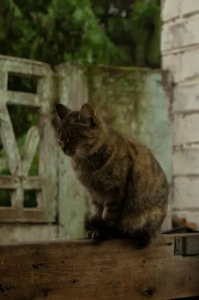 Güzel bir kedinin portresi.