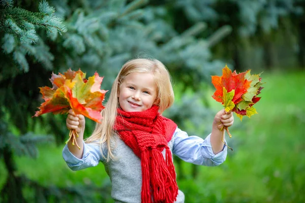 Una niña pequeña, rubia, de ojos azules en una bufanda de punto rojo con ramos de hojas de otoño en ambas manos. Mira la cámara, sonríe — Foto de Stock