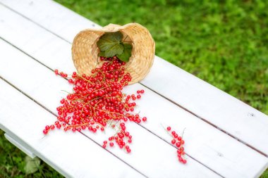 Beyaz bir bankta dağınık kırmızı üzümlü sepet.. 