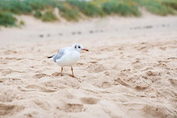White sea gull on a sandy beach. High quality photo