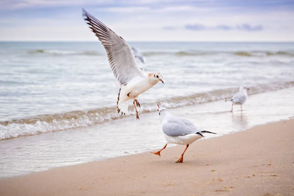 Two Seagulls Quarrel Seashore High Quality Photo — Stock Photo, Image