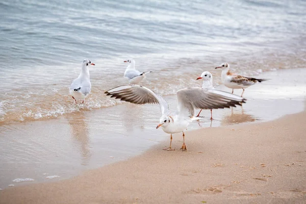 Gabbiani a piedi lungo la costa del mare. — Foto Stock