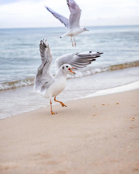 Uma gaivota grita na praia, batendo as asas. — Fotografia de Stock