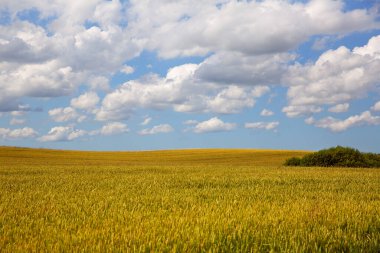 Manzara, buğday tarlası güneşli bir günde mavi gökyüzünün altında