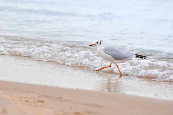 Uma gaivota solitária corre ao longo do mar, com pressa — Fotografia de Stock