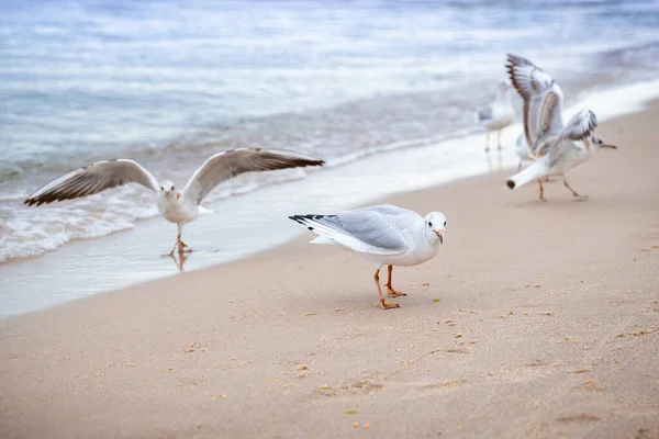 Algumas gaivotas marinhas caminham ao longo da água — Fotografia de Stock