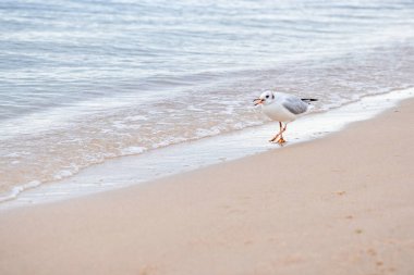 Yalnız bir martı gagası açık denizde yürüyor.