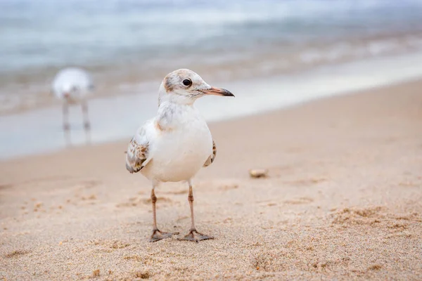 Uma gaivota de bebê olha para a câmera, girando . — Fotografia de Stock