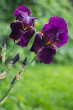 Gün batımında bahçede güzel iris çiçekleri