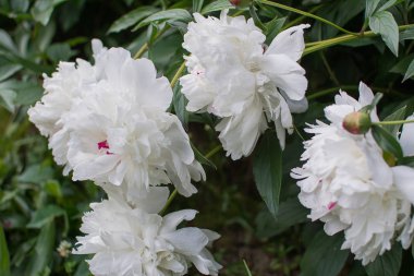 Şakayıklar beyazdır. Beyaz şakayık buketi.