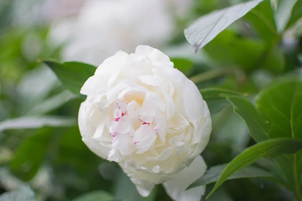 ピオニは白い白い芋の花束 — ストック写真