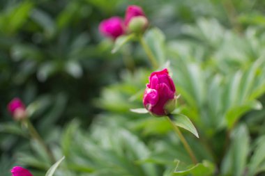 Şakayık bahçesi. Taze pembe şakayık buketi.