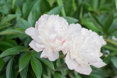 Şakayıklar beyazdır. Beyaz şakayık buketi.