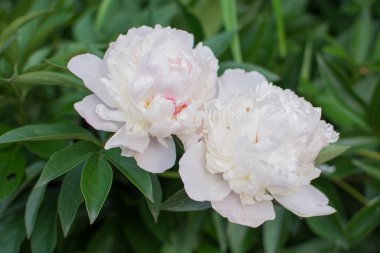 Şakayıklar beyazdır. Beyaz şakayık buketi.