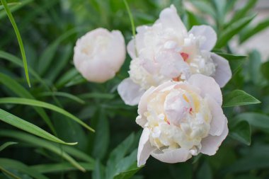 Şakayıklar beyazdır. Beyaz şakayık buketi.