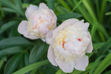 Şakayıklar beyazdır. Beyaz şakayık buketi.