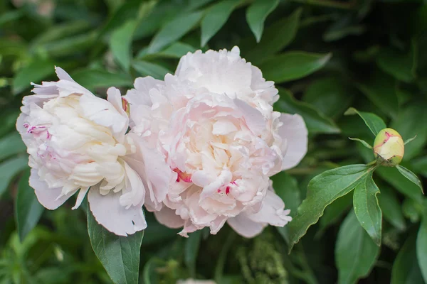 Şakayıklar beyazdır. Beyaz şakayık buketi.