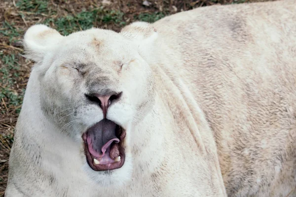 Löwe gähnt im Zoo. — Stockfoto