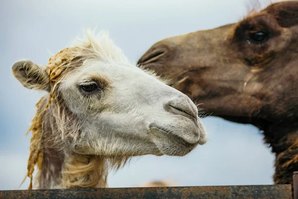 Two camels portrait.