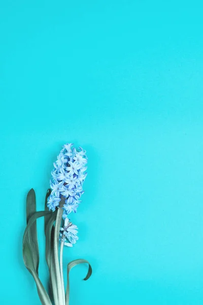 Blue flower on blue background. — Stock Photo, Image