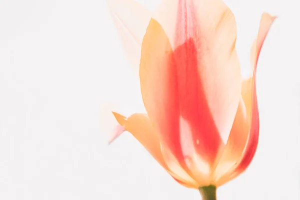 주황 튤립 꽃. — 스톡 사진