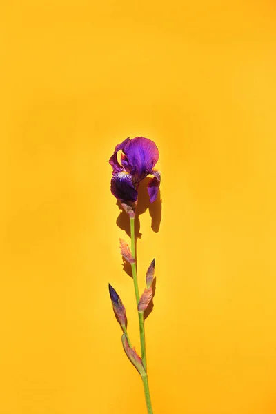 Iris flowers on background. — Stock Photo, Image