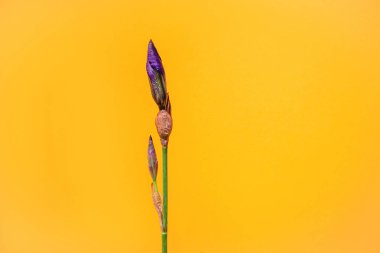 arka plan üzerinde iris çiçekler.