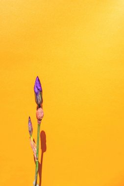 arka plan üzerinde iris çiçekler.