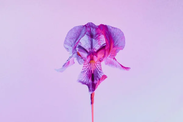 Flor de cor néon . — Fotografia de Stock