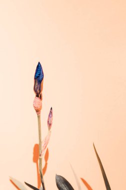 arka plan üzerinde iris çiçekler.