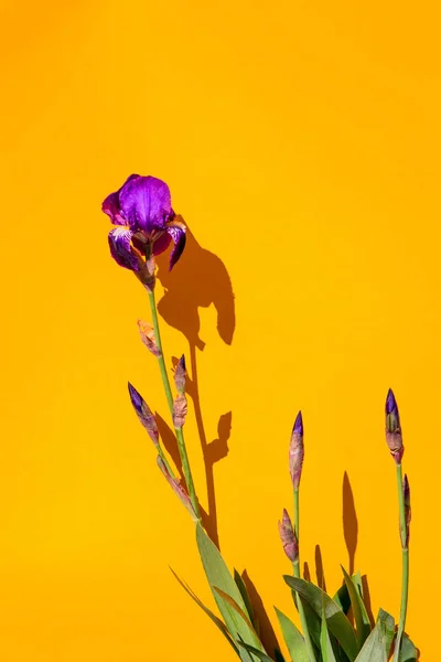 Iris flowers on background. — Stock Photo, Image