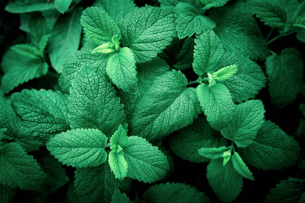 Mint leaves background.