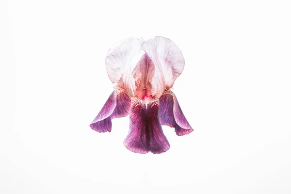 Flor de cor néon . — Fotografia de Stock