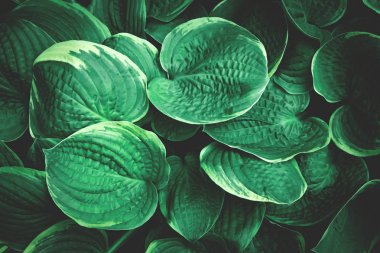 Yeşil ve mavi bitki arka planı.