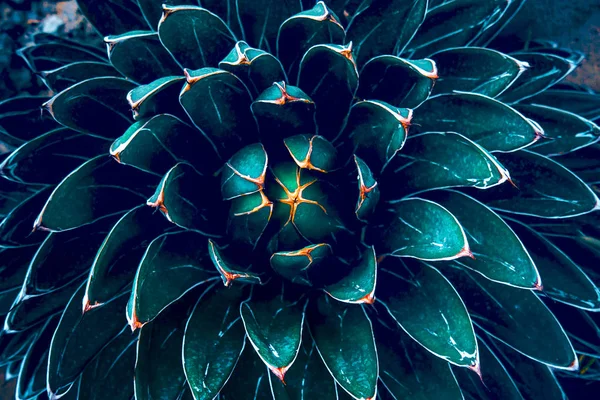 Texture de fond de cactus . — Photo