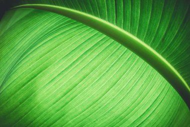 Soyut yeşil renkli bitki.